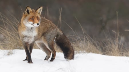 Fox in the snow - wildlife, animals, winter, red fox, wallpaper, fox, hd, nature, wilderness, wild, snow, sweet, cute, wild animals