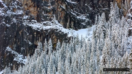 Yosemite - landscape, scene, snow, frosty, forest, frost, abstract, winter, frosted, photography, HD, Arctic, frozen, nature, North, pine, wallpaper