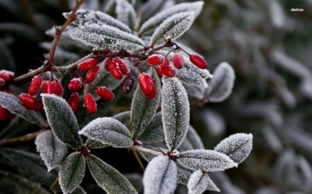 Frozen Japanese barberry - Japanese barberry, winter, frosted, snow, frosty, berry, HD, frozen, nature, wild fruits, frost, fruits, wild, wallpaper