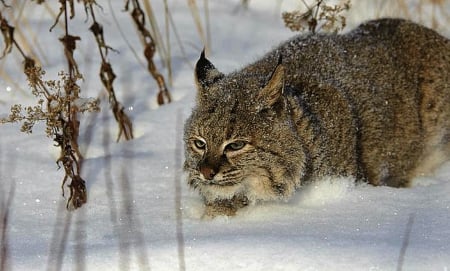 bobcat - nature, animals, snow, cats, winter