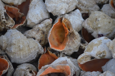 empty shell - watter, shell, sea, summer