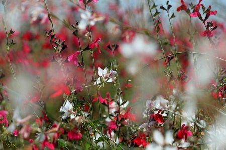 Wild Flowers - nature, flowers, beautiful, wild