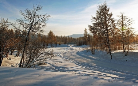 snowy forest - nature, fun, forest, cool