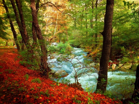 Beautiful Autumn - photography, trees, river, autumn