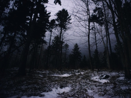 Last Night of Winter - trees, nature, snow, forest, dark, woods