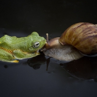 FROG WITH SNAIL