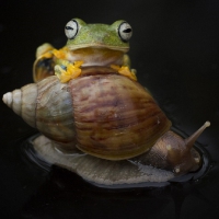 FROG AND SNAIL