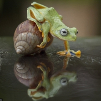 FROG AND SNAIL