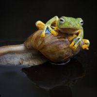 FROG WITH SNAIL