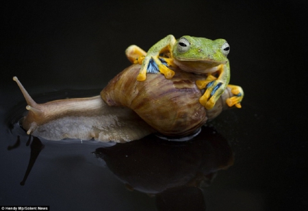 FROG WITH SNAIL - nature, snail, animals, frog