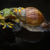 FROG WITH SNAIL