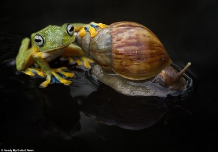 FROG WITH SNAIL - nature, snail, animals, frog