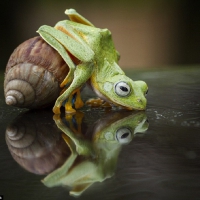 FROG WITH SNAIL