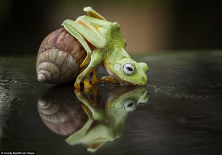 FROG WITH SNAIL - SNAIL, NATURE, ANIMALS, FROG