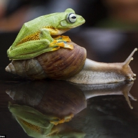 FROG WITH SNAIL