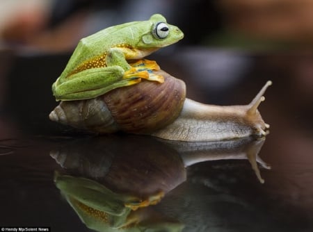 FROG WITH SNAIL - nature, snail, animals, frog