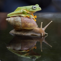 FROG WITH SNAIL