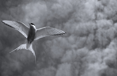 I want to fly - bird, pic, white, animal, blac, wall