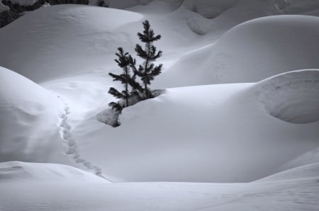 Footsteps in the snow - footsteps, winter, snow, cold