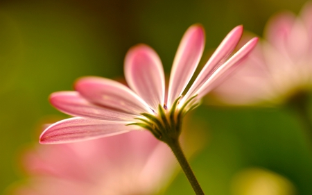 Pink Flower - beautiful, flower, pink, nature