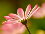 Pink Flower