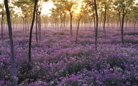 Purple carpet - flowers, purple, wild, trees