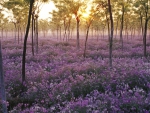 Purple carpet