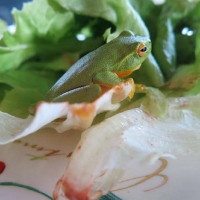 FROG SALAD