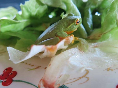 FROG SALAD - frog, in, found, salad