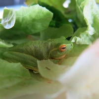 FROG SALAD