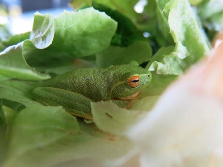 FROG SALAD - frog, in, found, salad