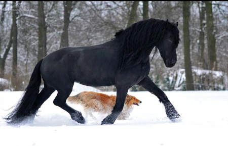 friends - winter, friends, horse, dog