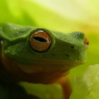 FROG SALAD