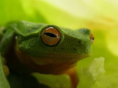 FROG SALAD - frog, animal, funny, salad