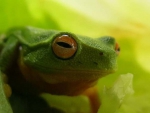 FROG SALAD