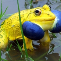 INDIAN BULL FROG