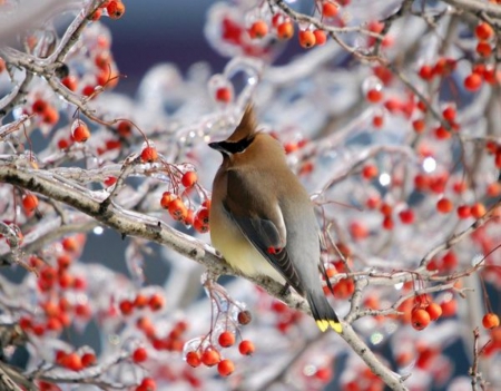 Bird on Winter Branch - berries, bird, branch, winter, nature