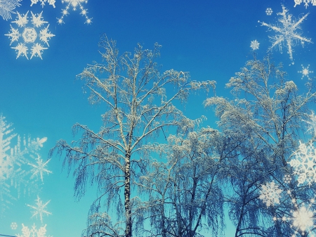 birch - sky, star, birch, winter