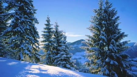 Winter - firs, landscape, shadows, hills, snow, sunshine