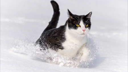 Cat Running through the Snow - snow, winter, nature, cat