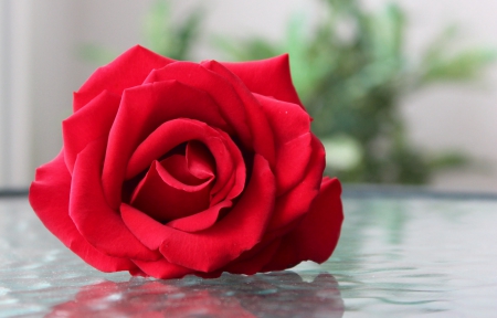 Red Rose - nature, rose, red, soft