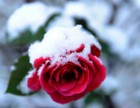 Rose - winter, rose, snow, soft