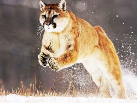 Cougar - jumps, mask, sandy, snow