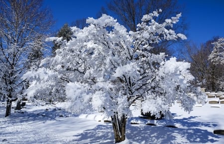 Winter beauty - sky, winter, beautiful, lovely, fost, tree, nature, snow