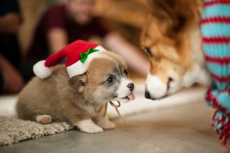 * Waiting for Santa...* - animal, animals, dogs, dog