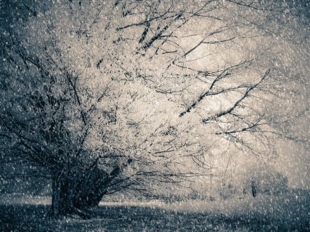 Winter - season, snow, winter, tree, weather