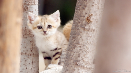 Sand Cat Kitten - cats, sand cats, kitten, animals