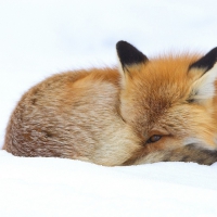 Fox Curled up in the Snow