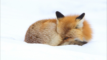 Fox Curled up in the Snow - winter, foxes, animals, snow