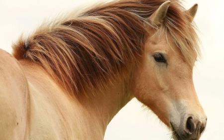 Horse from the border - pony, wilderness, HD, horse, sweet, wild horse, nature, cute, animals, wildlife, wild, wallpaper